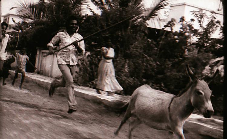 Horses that are Destined to Act Like Donkeys, Donkeys that are Destined to Walk Like Donkeys